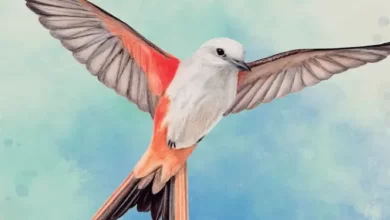 بازی wingspan
